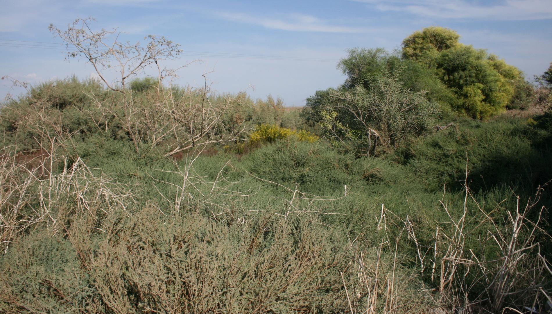 Acacia saligna in salt marsh