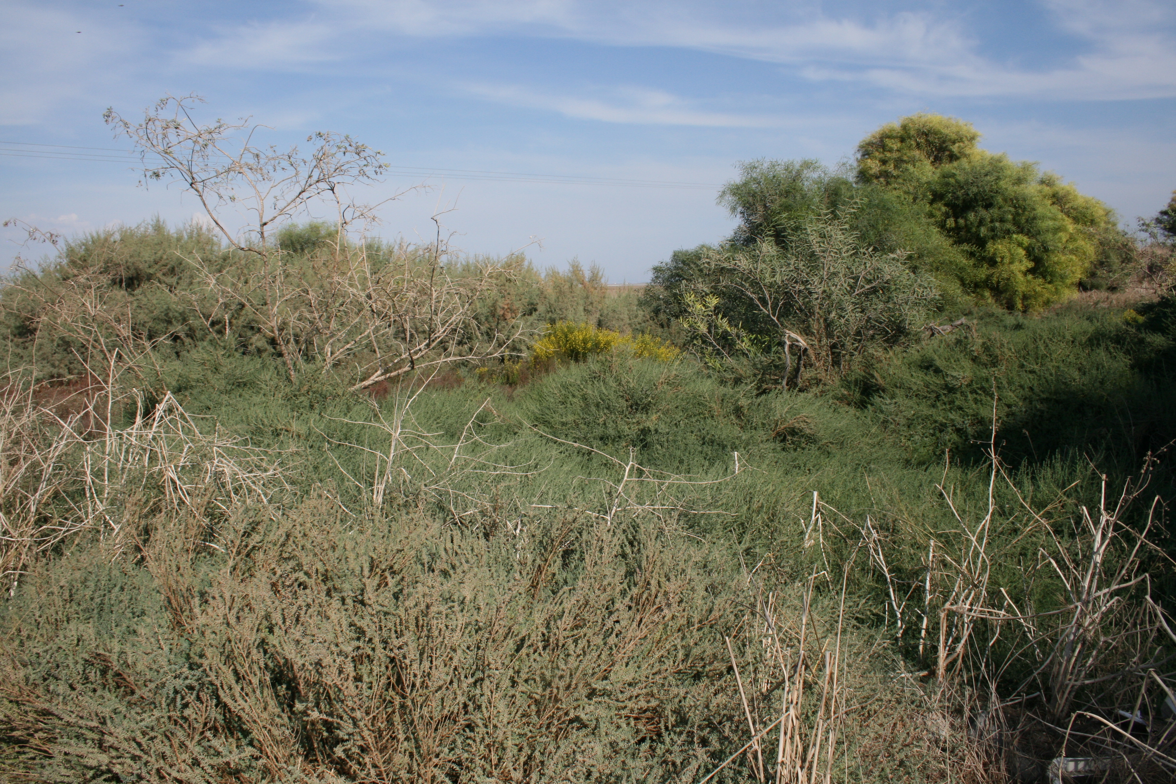 Acacia saligna in salt marsh