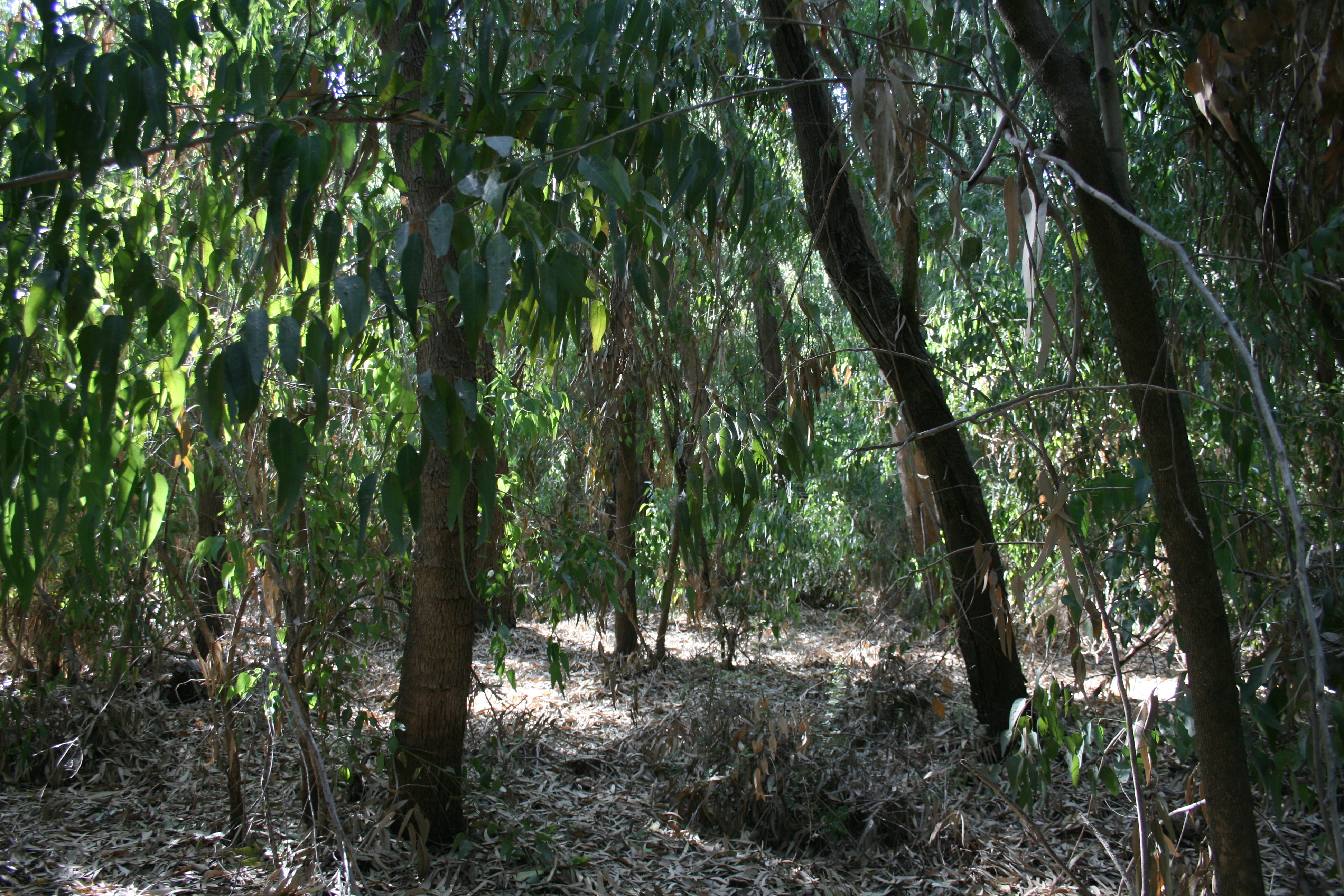 Mixed Eucalyptus forest