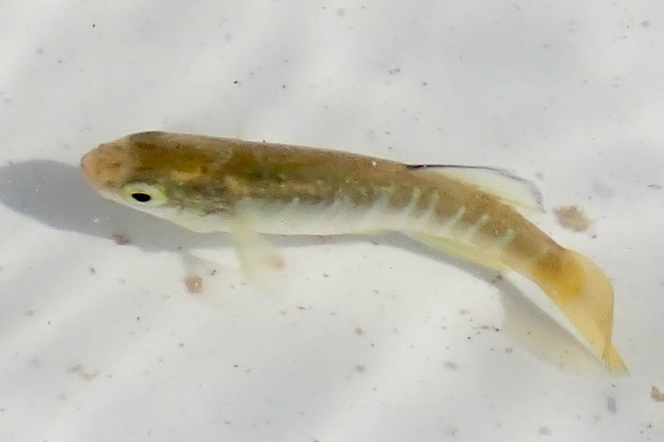 Figure 1.  A male Mediterranean killifish (Aphanius fasciatus) of approximately 50 mm in length.