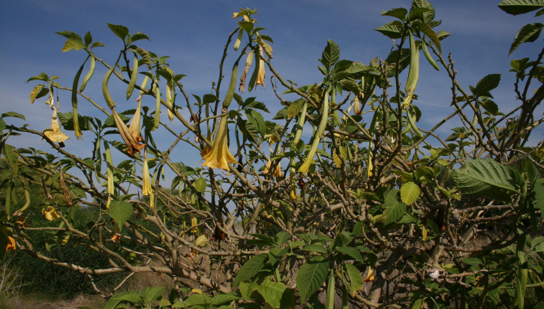 Brugmansia species