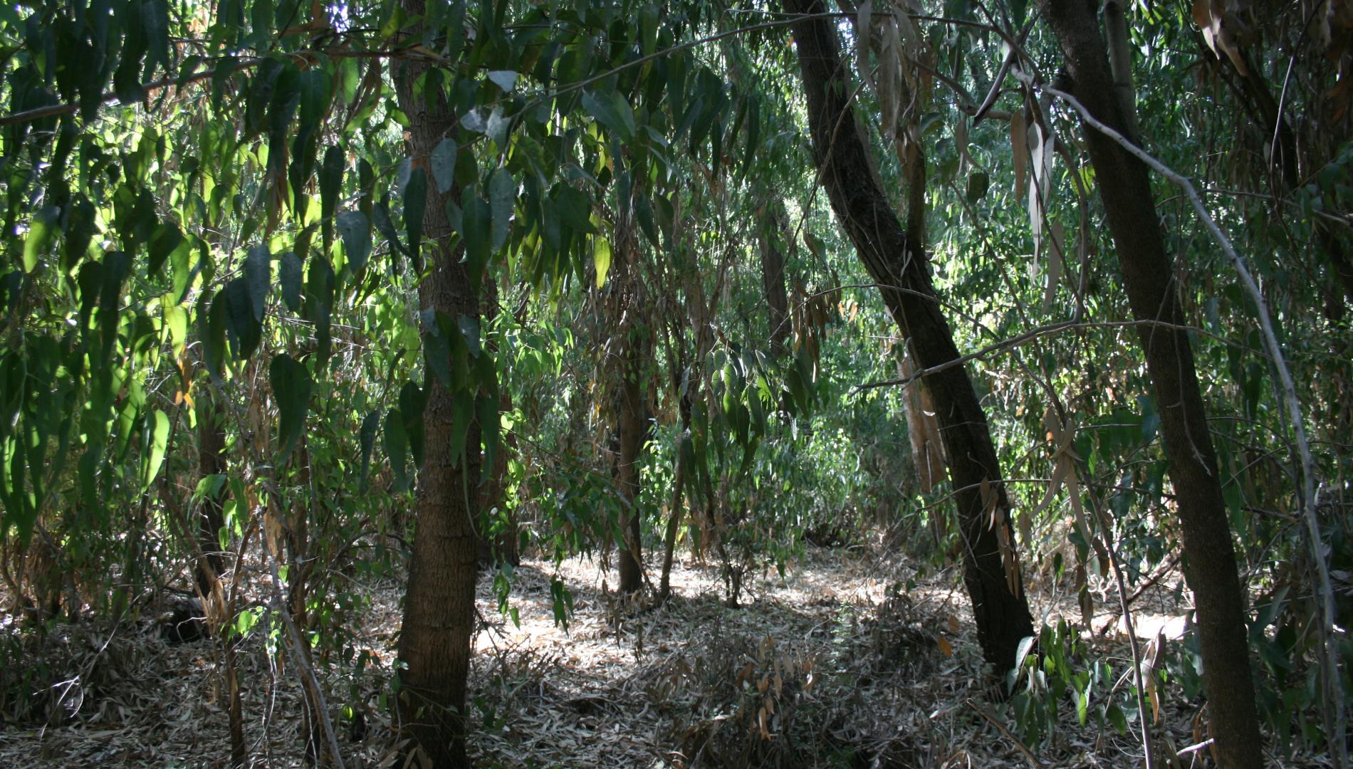 Mixed Eucalyptus forest
