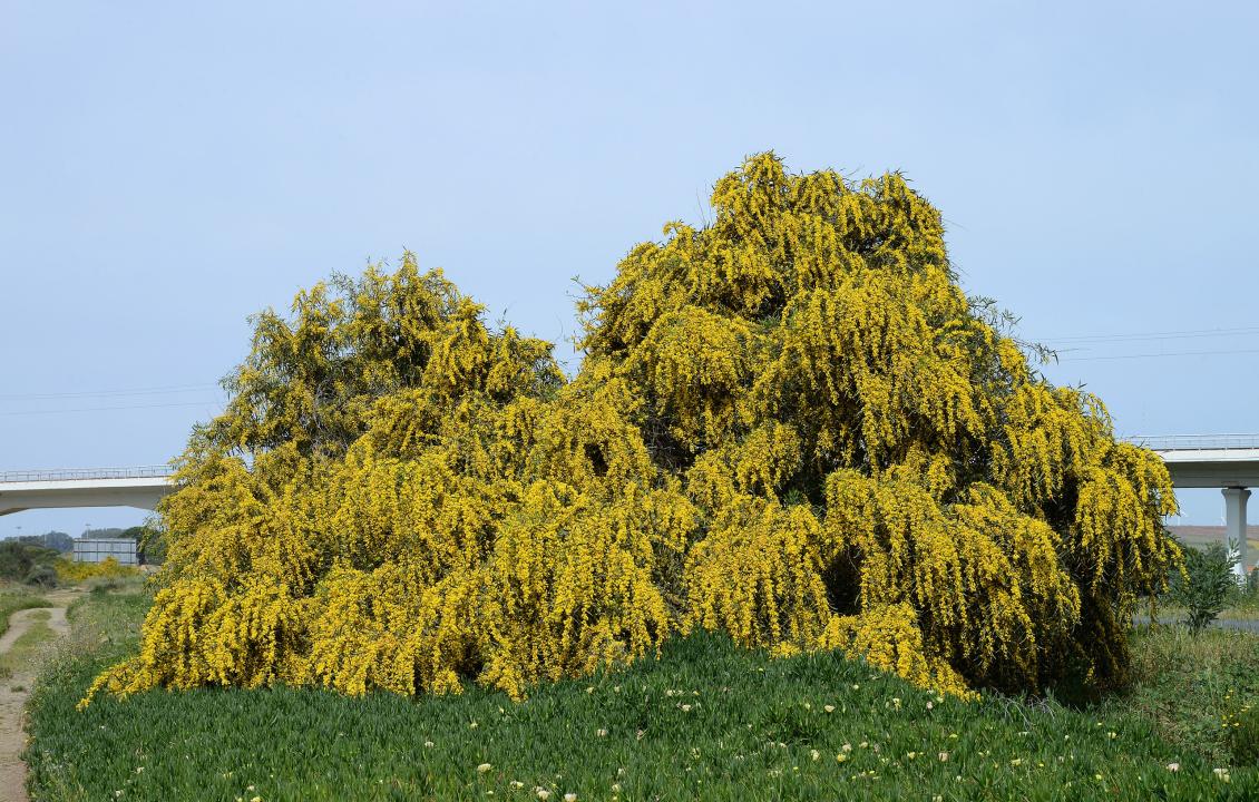 Acacia saligna tree