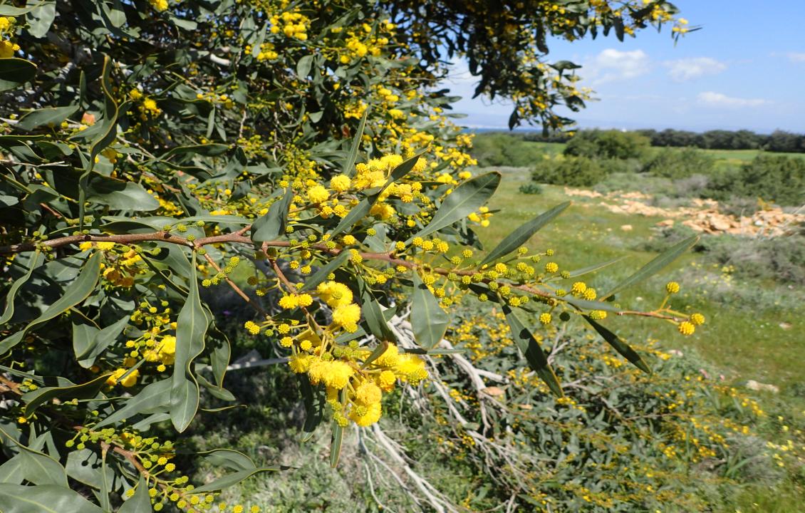 Acacia saligna at Akrotiri