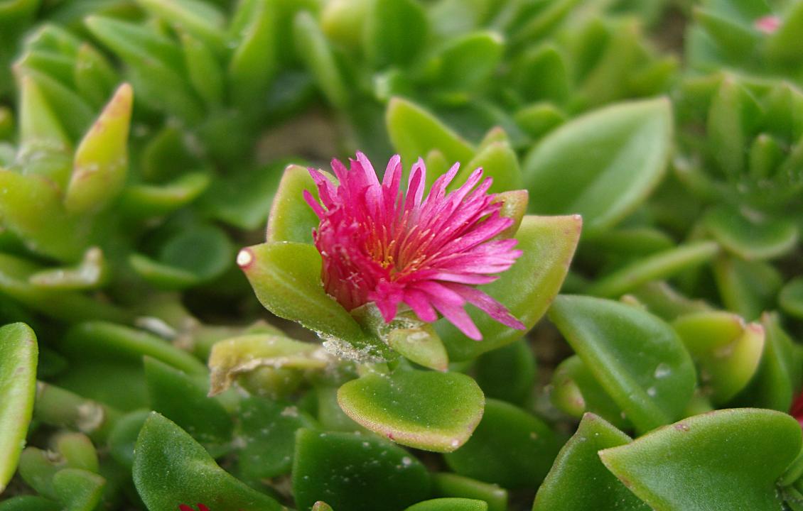 Aptenia cordifolia
