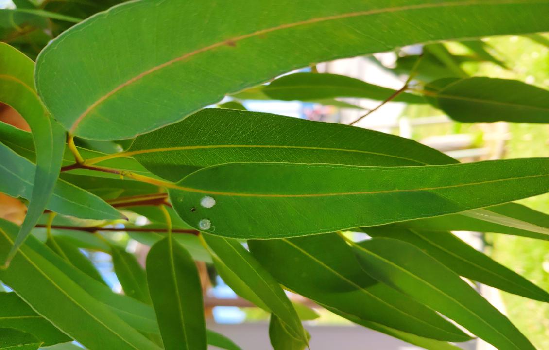 Glycaspis brimblecombei on Eucalyptus sp.