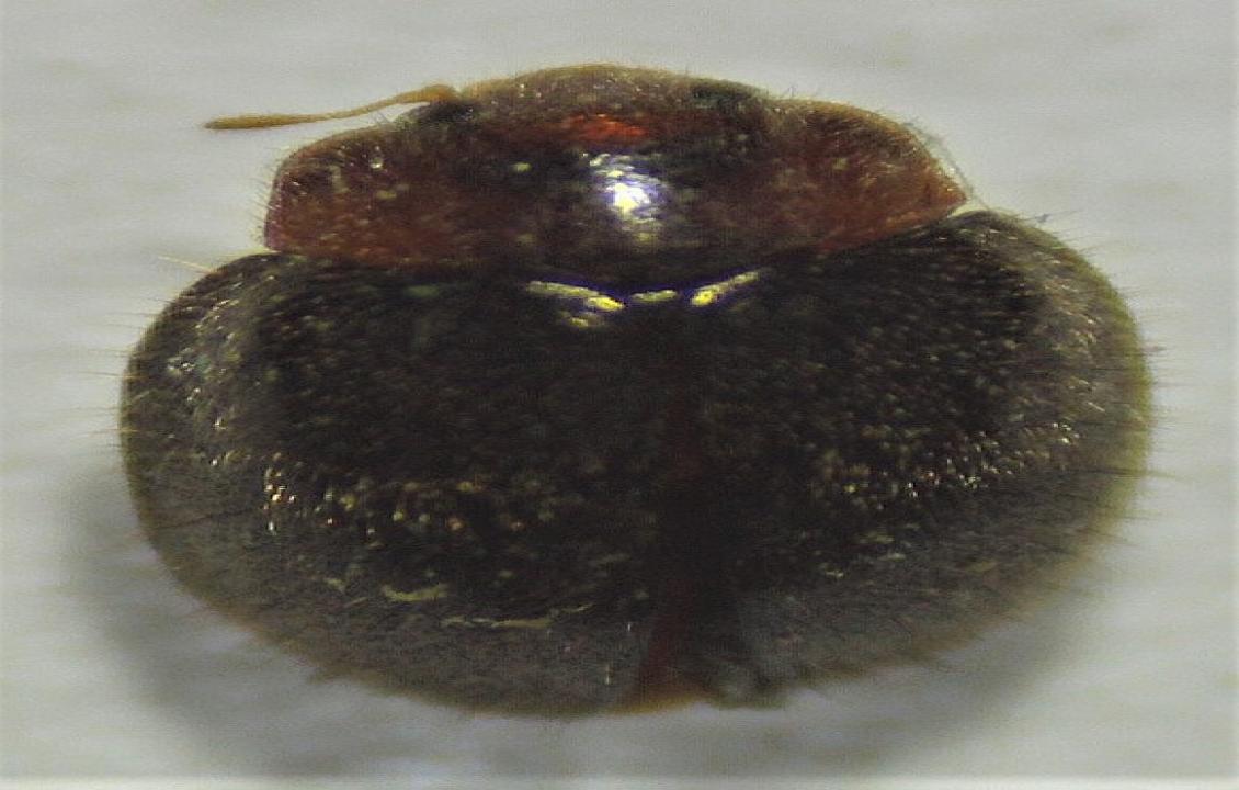 Lindorus lophanthae
