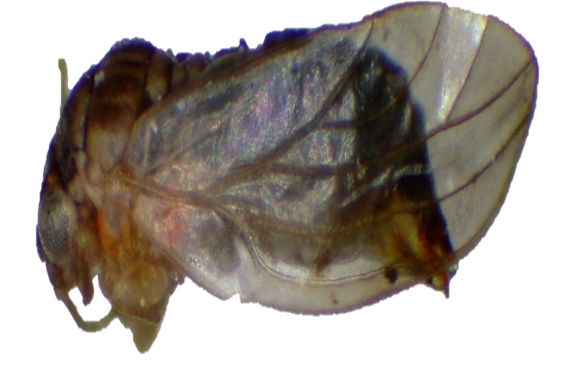 Blastopsylla occidentalis