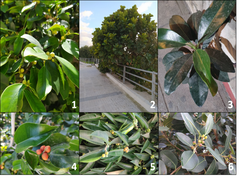 Alien fig tree species in Cyprus